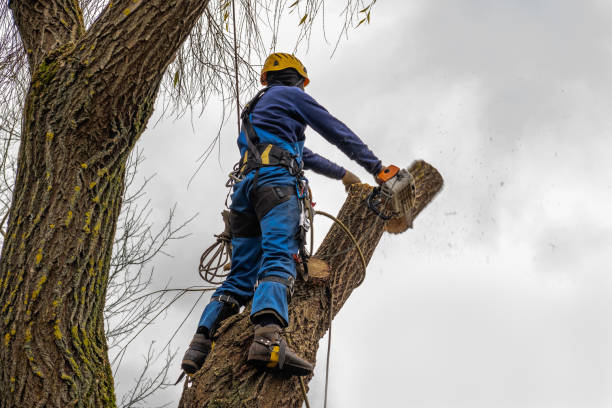 Best Tree Risk Assessment  in Ball Ground, GA